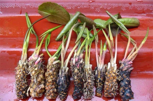 Củ súng thần dược giúp đàn ông yêu không biết mệt mỏi