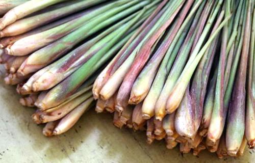 Củ xả bài thuốc Nam đặc trị bệnh nấm móng